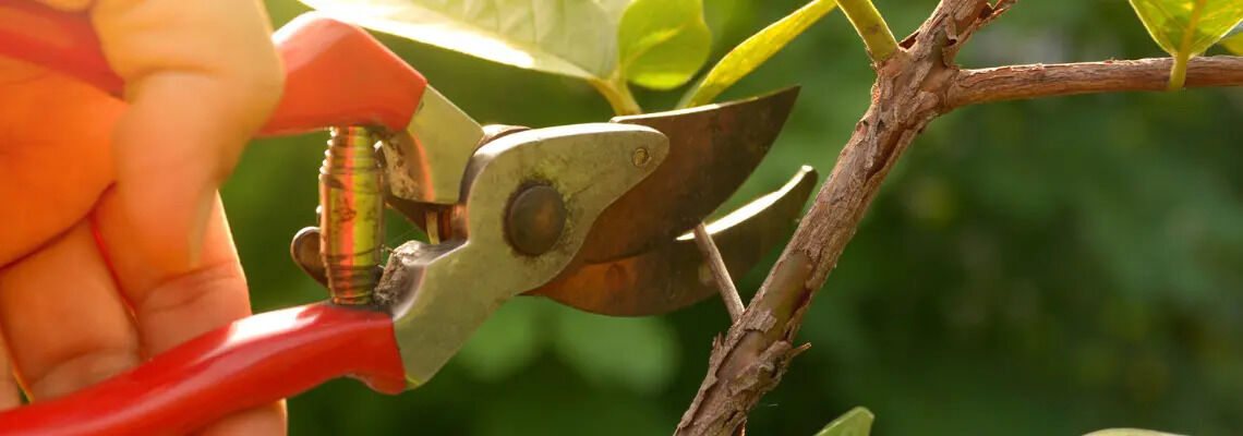 [paste advice page name here]